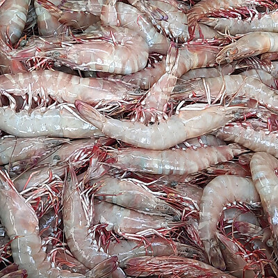 شاه میگو-کامل